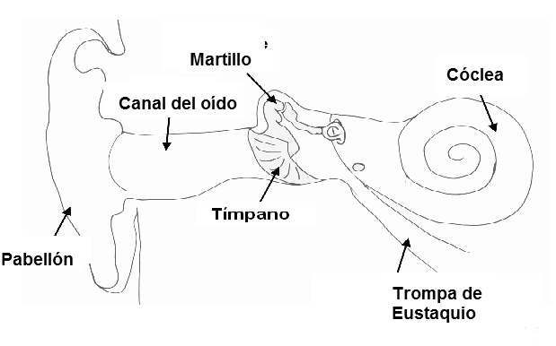 Figura 2 - Estructura del oído
Figura 2 - Estructura del oído