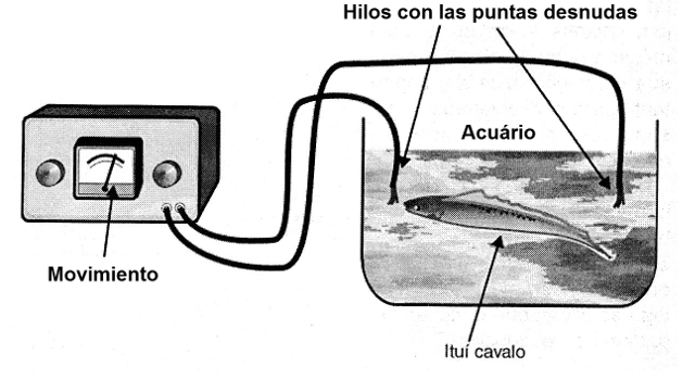 Figura 3 - Investigación con peces en acuarios
Figura 3 - Investigación con peces en acuarios